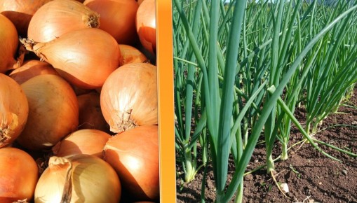 ��� ��������� ��������� ��� �� ������ � ��� �� �����: ������ �����������