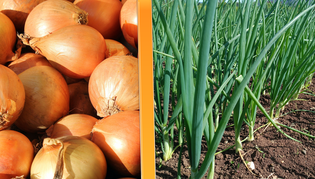 Как правильно различать лук на зелень и лук на репку: советы огородникам