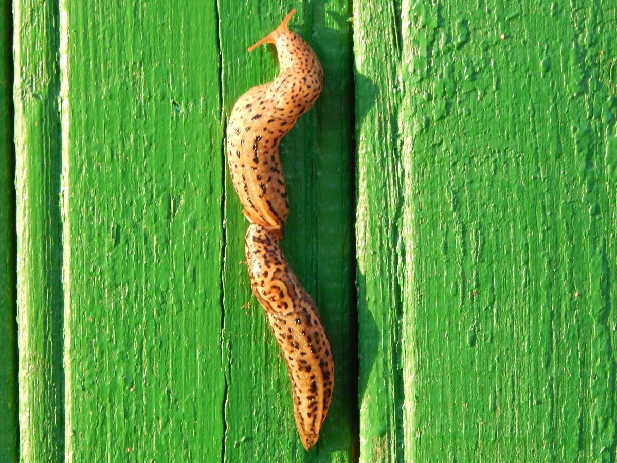 Как защитить урожай от слизней в дождливый июнь: практические советы