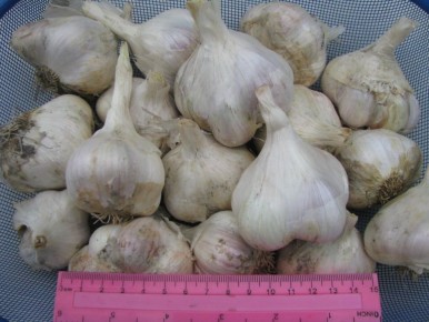 ������ ��� ������: ������� ����������� ���������