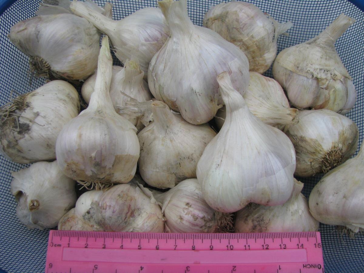 Чеснок ждёт заботы: секреты эффективной подкормки