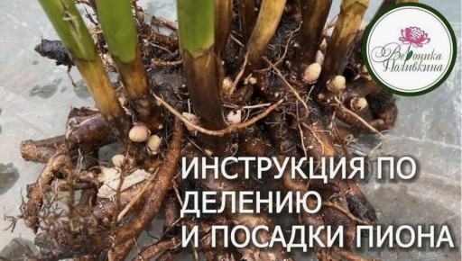 ��� ��������� �����: ������� �������� ��������� � �������