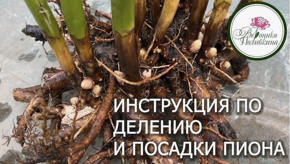 Как омолодить пионы: секреты успешной пересадки и деления