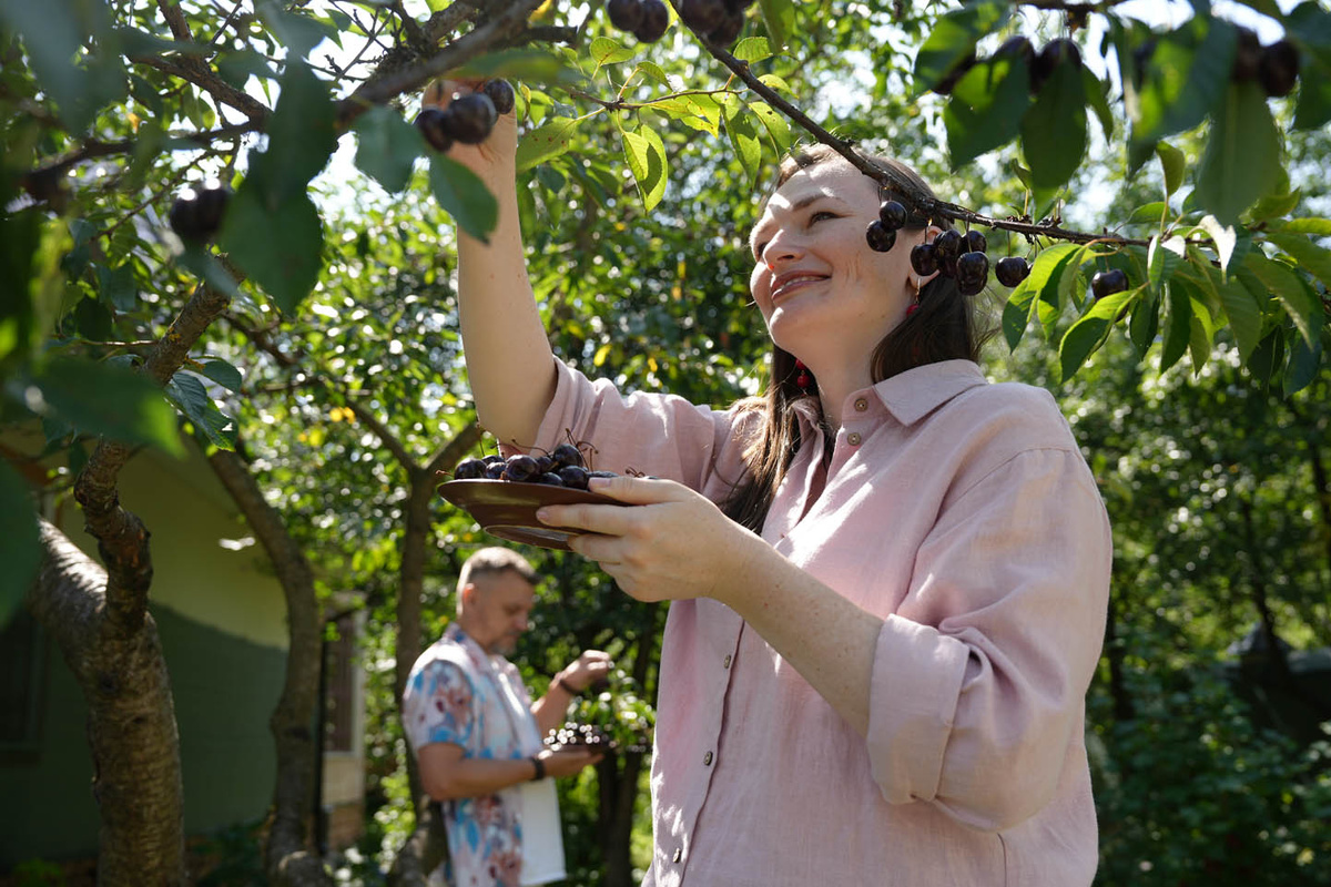 Как подготовить вишню и черешню к осени для урожая сладких ягод