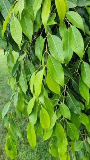 ���� �����������: ������ ������ � ��������