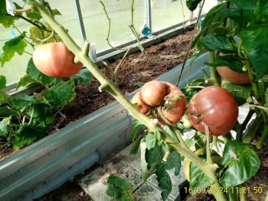 ��� ��������� ���������� �������� ������: ����������� � ������