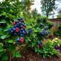 Капризные сорта черники: как покорить самых требовательных ягодных аристократов
