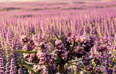 ����� � ������: ����� ������ � ����������� ��������� ���������