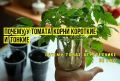 Как улучшить корни рассады томатов: простые советы для успешного роста