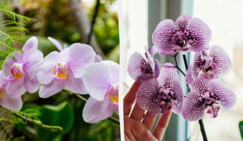 ��� ���� �������� ������� ����� ��������� ����������