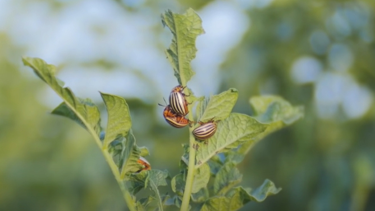 Битва с колорадским жуком: хитрости дачников Сибири