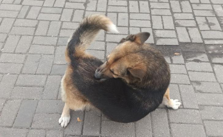 Администрация Курчатовского района заплатит за покусанную собакой 16-летнюю девочку