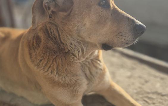 С администрации Курчатовского района взыскали компенсацию за укус бездомной собаки