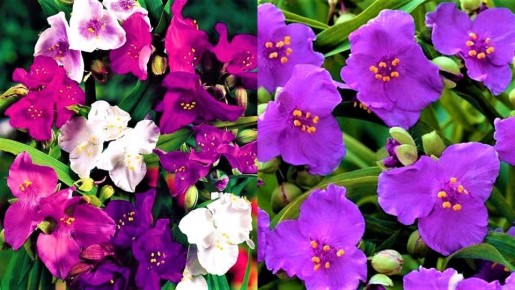 ����� ��� ������� ������: ��� ������� ������� ��� ������ ������