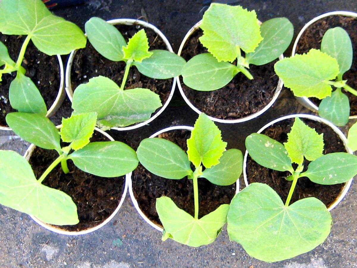 Топ ошибок при выращивании рассады огурцов и как их избежать