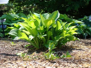 ��� ���������� ���� � ������ �����: �������� ��� ������ ������� ����