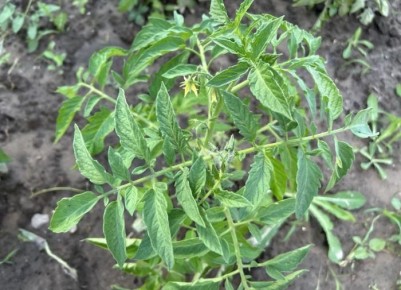 ������ ���������� ������ � ��� � ���� ����������