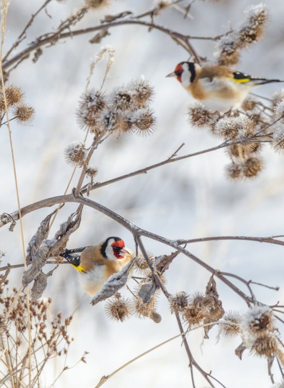 ����� ������ �� ������������ ���������� �������� ���������.����������������� ������ ���������� �������� ���� � �������������� ������