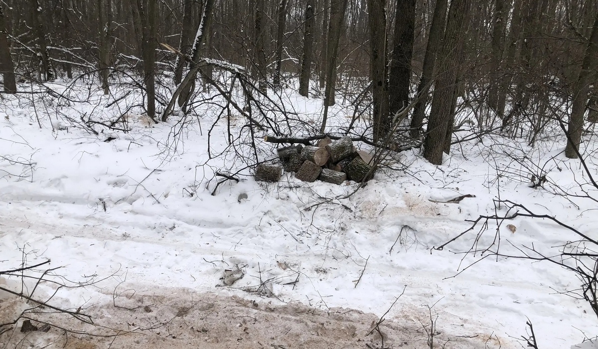 В Курской области выявлено 3 факта нарушения лесного законодательства