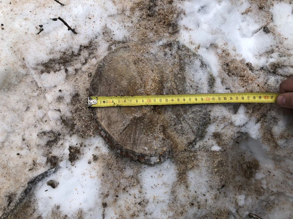 В Курской области выявлено три факта нарушения лесного законодательства