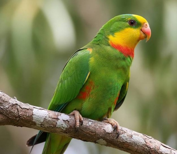 Житель Курска требует компенсацию за больного попугая