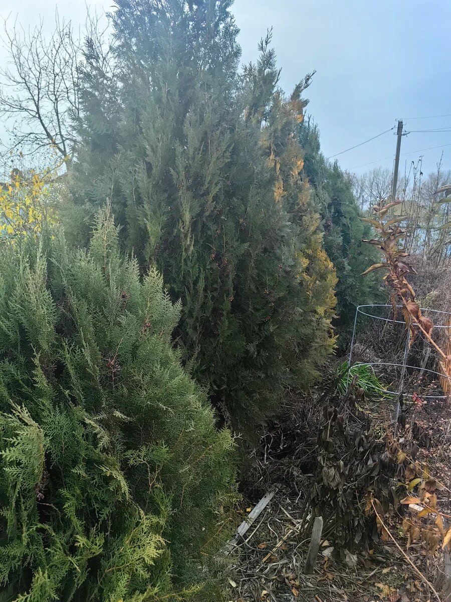 Как правильно подготовить хвойные растения к зиме: советы и рекомендации