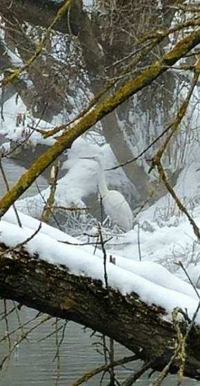 В Курске из-за морозов погибла белая цапля