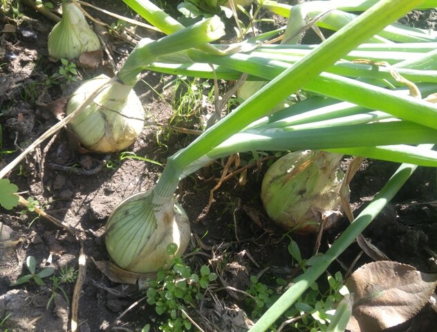 Как не ошибиться с уборкой лука: советы и секреты