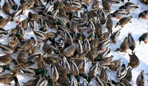 В Курской области 19 февраля ожидаются снегопад и сильный ветер