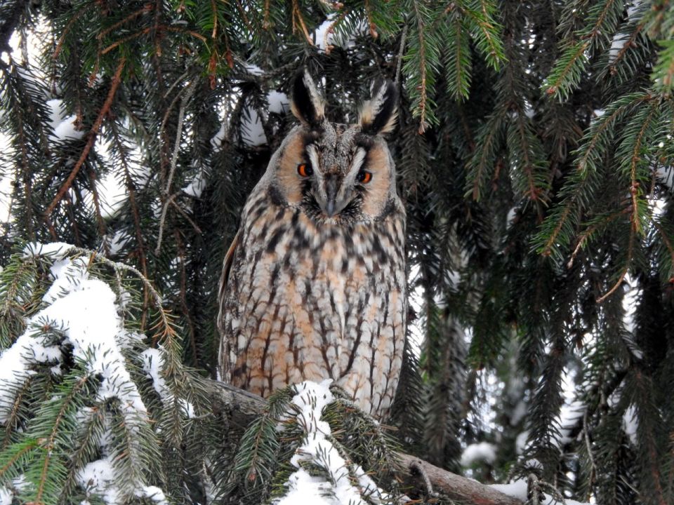 Новость для тех, кто вдруг заскучал без снега: уже вечером Курскую область накроет снегопад