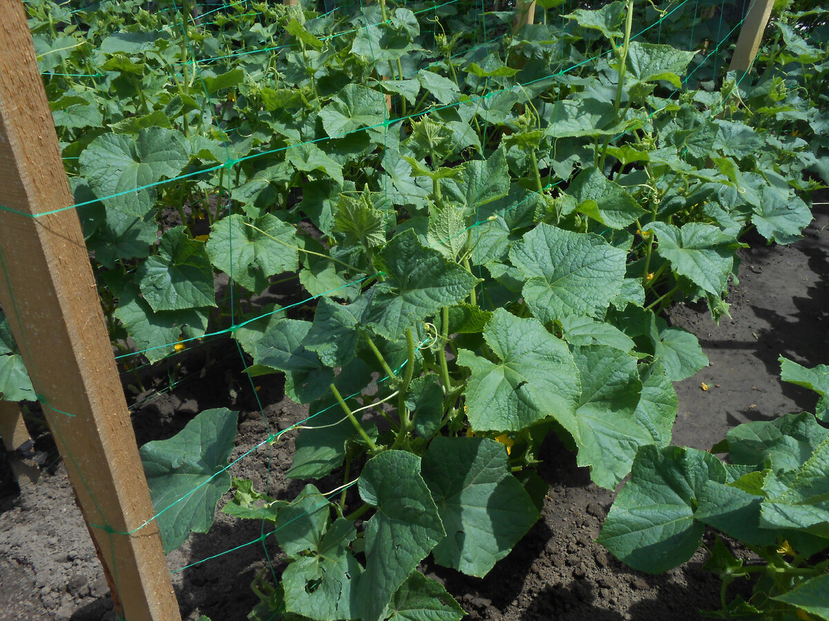 Умное решение для дачников: как шпалера помогает вырастить больше огурцов