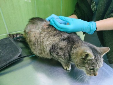 Курские волонтёры просят помочь бездомным животным, пострадавшим от морозов и ожогов