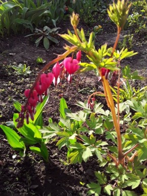 Садовые блогеры: За что их ценят и почему стоит следить