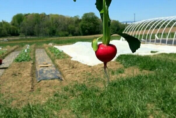 Факторы, мешающие росту редиски: хитрости агрономов для успешного урожая