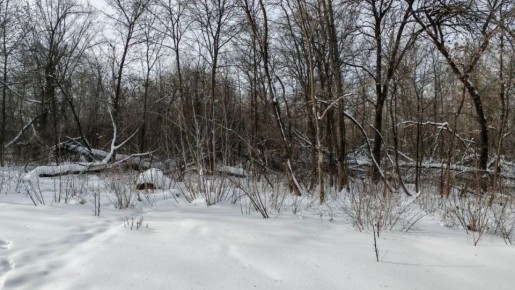 В Курске для Боевки разработают тихую концепцию развития с вырубкой плохих деревьев