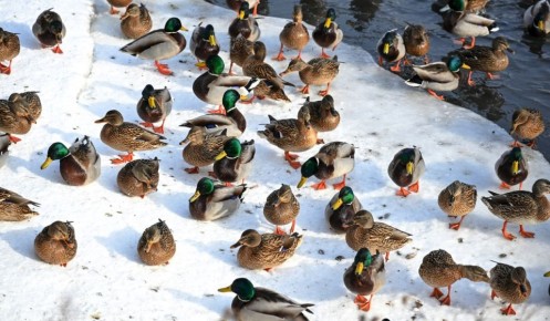 В Курской области 26 февраля ожидаются снег, туман и +3 градуса