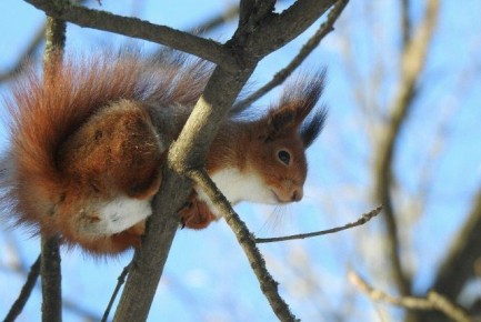 ������ ����, ����������� �����!