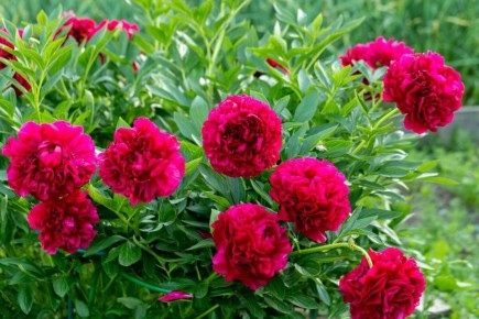 ��� �������� ������� �������� ������: ������� ����������� ���������