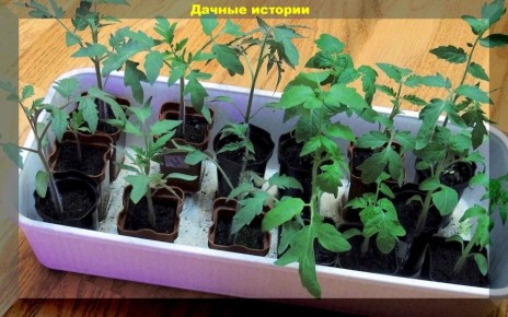 ��������� ����������� �������: ���� ������� ������ ��� ������ � ������ ���������