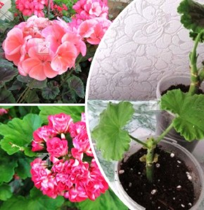 ������������ ���������� � �������: ������� ��������� ����������