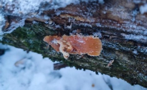 ������ � ������� �������� ��� ������ �����