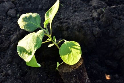 ����������� ������ �� ��������� �������: ��� ���� � �������� �����