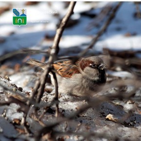 ������ ���� �������!. ������� ������ �� ������� �����: �������, +1�C, ��� �������, ����� ���������� ������� -2�C