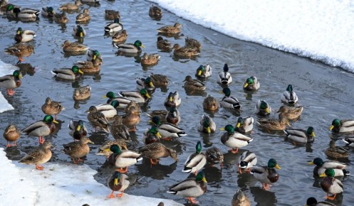 В Курской области 28 февраля ожидаются туман и +4 градуса