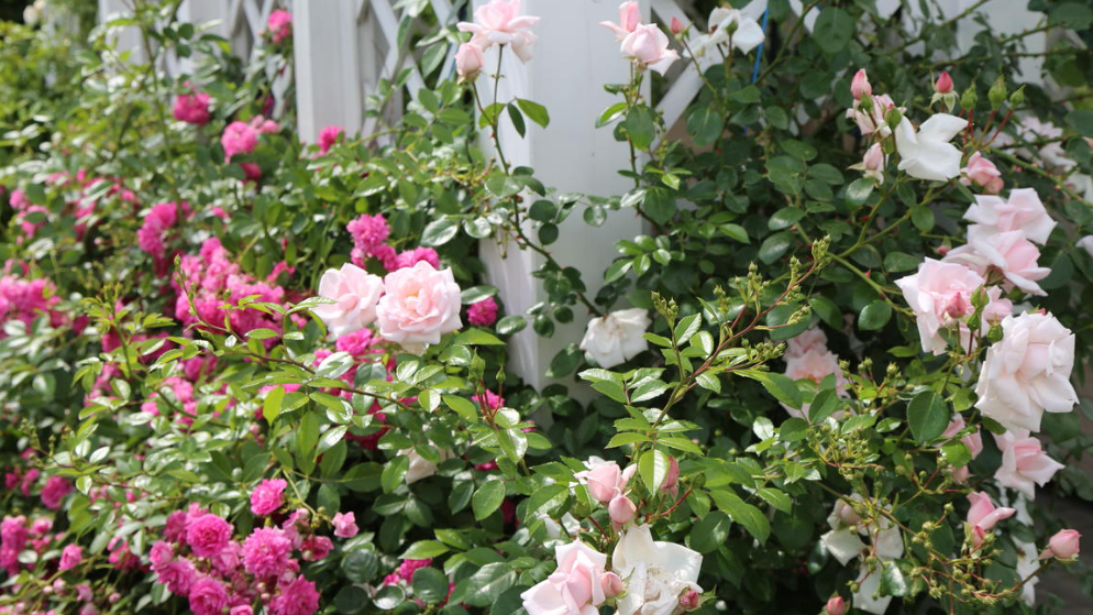 Секреты создания цветущего розария: как добиться яркого цветения на протяжении пяти месяцев