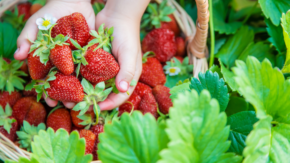 Как простые компоненты могут увеличить урожай клубники на 250%