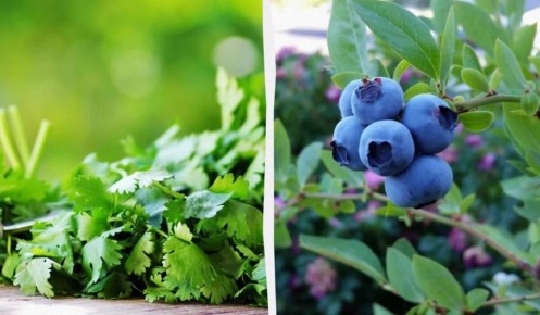 ��������, ������� ����� ���������� �� ������� �������: ������ ������� ���������