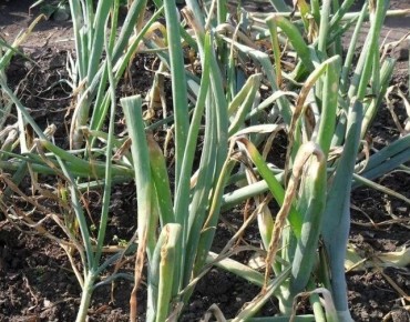 ��� �������� ������� ����: ������ ������ ��� ���������