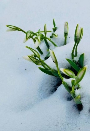 В Курской области в первый день весны потеплеет до +7 градусов