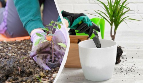 ��� ����� ������� � �������: ���������� �������� ���������